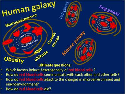 Early Career Scientists’ Guide to the Red Blood Cell – Don’t Panic!